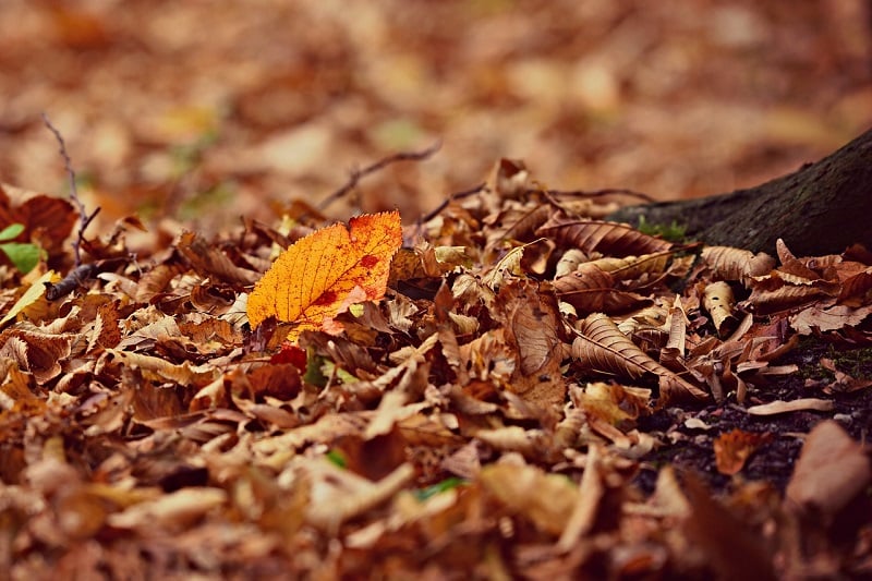 Don’t Neglect Those Fallen Leaves - Why You Needed To Clear Them Up Yesterday