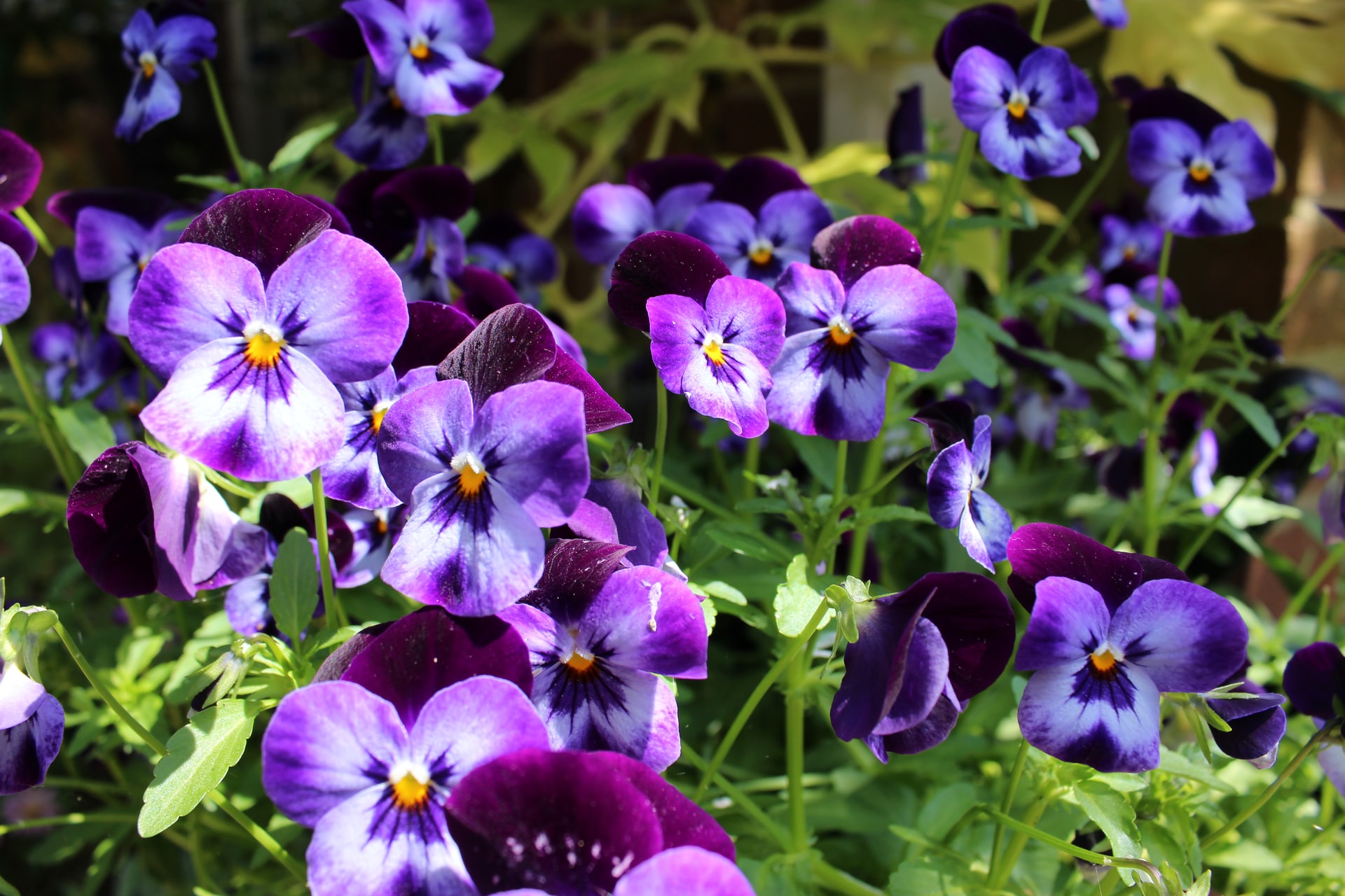 October Best Season to Plant Pansies Peonies and Irises on Your Business Grounds