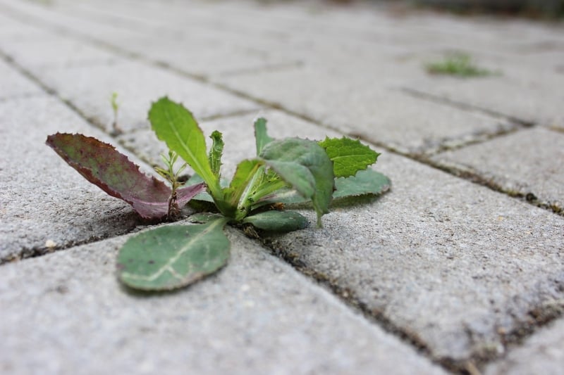 Why It's Important To Keep Weeds Under Control On Your Business Grounds
